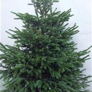Nordman Fir