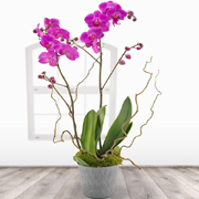 Pink Orchid Plant