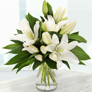 Pure White Lilies